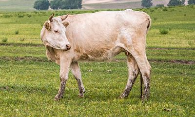 属牛和什么属相孩子相冲（我属马孩子属牛相克吗）