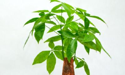 家里养什么植物风水好身体好（室内种什么植物风水好又旺财）