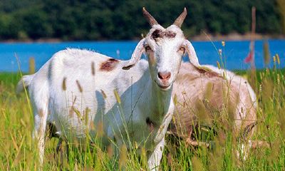 属猴的和羊配吗（属猴和什么属相最配）