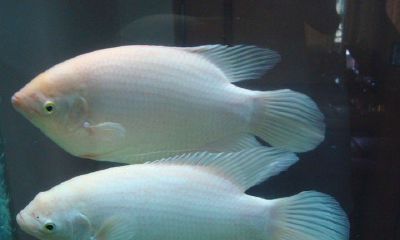 最大的招财鱼多重（招财鱼多大才成年鱼）