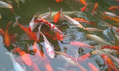 哪种金鱼最招财（哪种金鱼招财好养）