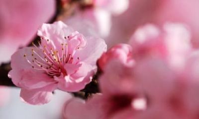 属狗一生桃花劫是什么生肖（属狗的人一生有几个情人）