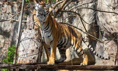 属虎的男人和属鸡好不好（属鸡男和什么属相最配）