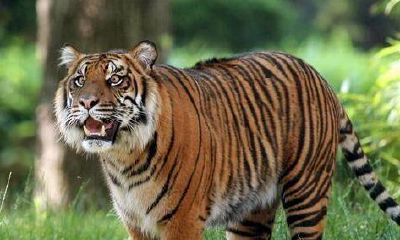 1998年属虎的人2023年运势（2023年98年虎的运势）