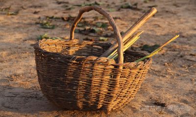招财的东西怎么折（镇宅招财旺人的植物）