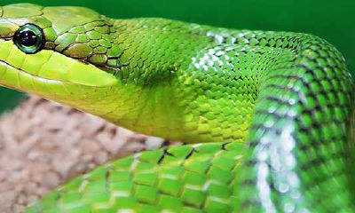 农历十一月生属蛇人好吗（属蛇生于九月命运）