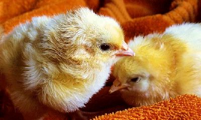 属鼠的和属鸡的合不合得来（属猪和属猴的合不合）