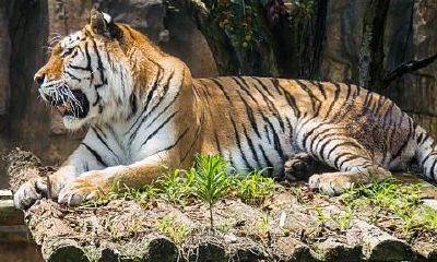 属虎的男生和什么属相配（属虎的和属狗的相配吗）