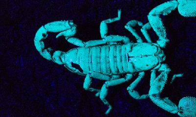 天蝎座的幸运颜色和幸运数字是多少（天蝎座的幸运号）