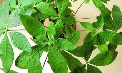 招财树打顶图解（招财树摆放位置大全）