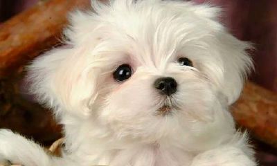 属狗的人今年的运程怎么样（属虎人今年运气好吗）