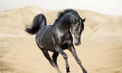 六六年属马每月运势（属猪的几日出生最好命运）