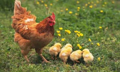 属鸡跟属狗的和吗（属鸡和属狗的婚姻相配吗）