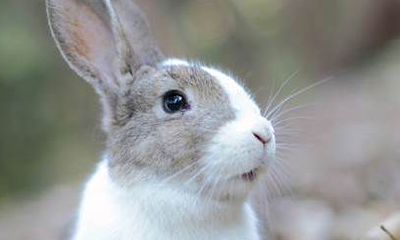 1987年属兔三合贵人属相（91年属羊的人2023年运势及运程）