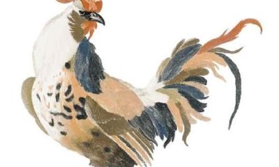 为什么男怕属鸡女怕托腮（为什么老人言男怕属鸡）