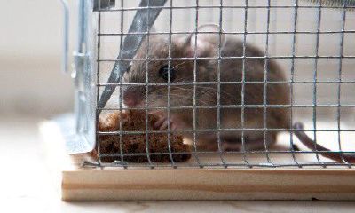 1948年出生的属鼠是什么（1960年属鼠几月出生好）