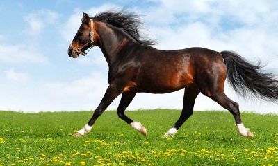 2023适合结婚生肖（2023犯太岁的4大生肖）