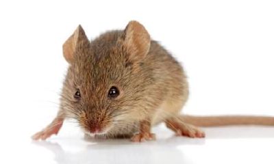 生肖吉凶数字（属狗的吉祥数字是多少）