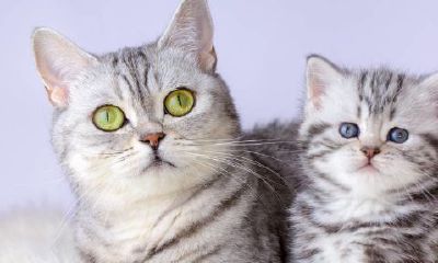 自来猫是什么预兆（家里来猫预示什么风水）