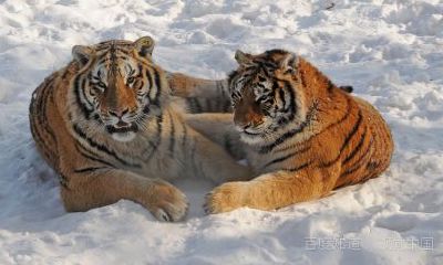 98年属虎女最佳结婚月份（1998年虎女本命年能结婚吗）