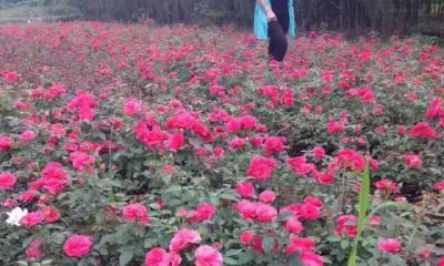 属鸡的女人什么时候才能有好运气啊（属鸡的人什么时候运气最好）