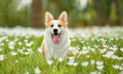 和狗属相合的生肖（属狗的生肖与哪个生肖比较合）