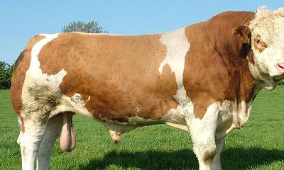 出生日期对应生肖（今天属什么生肖）