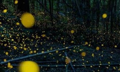 微信个性签名简短八字（属猪和属马的属相合不合）