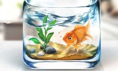 旺财养几条金鱼好（一般养几条金鱼最能旺财运）