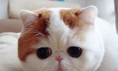 猫为什么没有进十二生肖（张起名字大全男孩一个字）