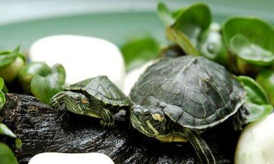 办公室养几只龟招财（养什么龟最招财镇宅）