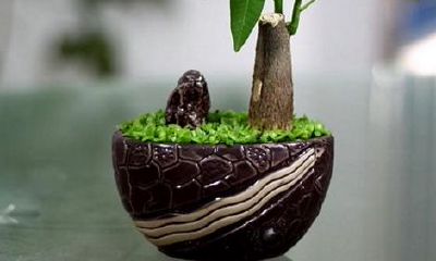 放办公室招财的植物（招财的办公室植物）