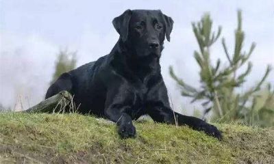 女人梦见狗和自己说话（女人梦见狗是吉还是凶）