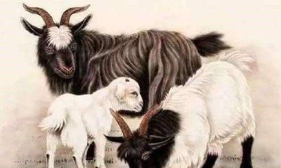 生肖羊一生命运（属羊人的一生运势）