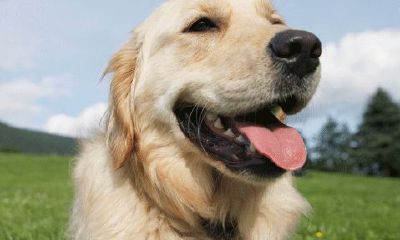 周公解梦梦见杀狗吃肉（2023年8月24日五行穿衣指南）