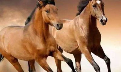 属马性格女人的表现（属马一生远离这个人）