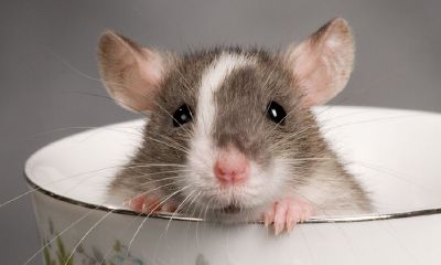 贵人多多财运滚滚来的生肖（属鸡是属虎的贵人）