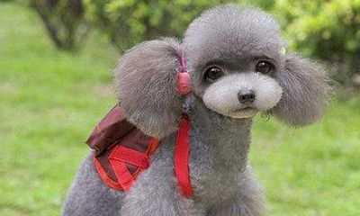 白羊座泰迪狗（人间泰迪白羊座是什么意思）