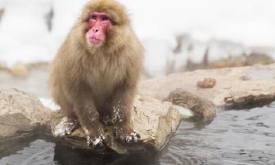 属猴人寿命多少岁（68年属猴的今年婚姻怎么样）