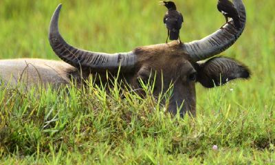 属什么属相的最好（属猴跟什么属相冲）