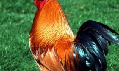 1981年属鸡12月的是什么命（81年7月属鸡什么命）