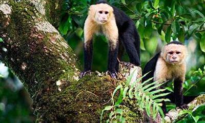 68年出生属猴纳音五行（五行相生相克）