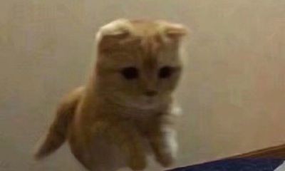 女生双鱼座和什么星座（双鱼座女生跟什么星座最配）