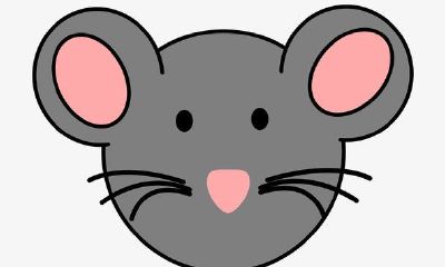 2023年十二生肖运势排行榜第一名猪（女属猪今天的财运）