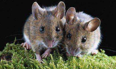 属鼠十一月出生的人命运（属鼠三月出生的命运）