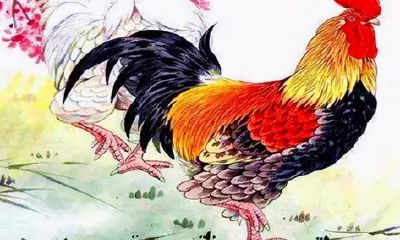 93年属鸡女和属鸡男相配吗（93年属鸡晚婚是多晚）