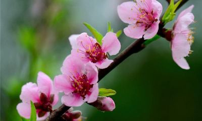 桃花运很棒是什么意思（桃花运爆表是什么意思）