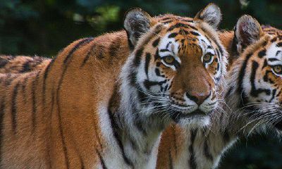 今日运程麻将（属猴今日财运）