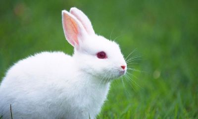 今日黄历十二生肖吉凶（每日黄历查询特吉生肖）