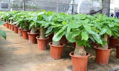 金钱树是招财树吗（81年属鸡女命里几个孩子）